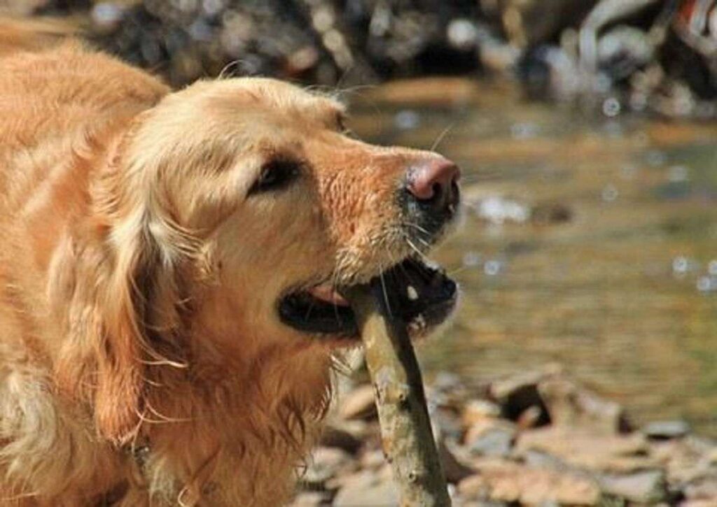 How Can I Prevent Dog Bites