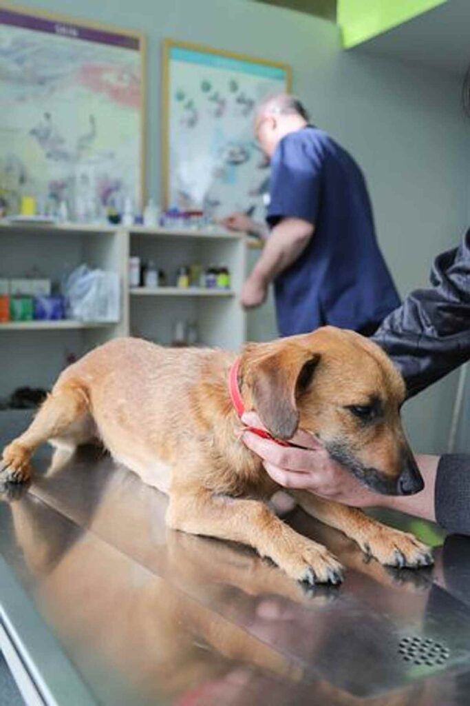 Pet Vaccination