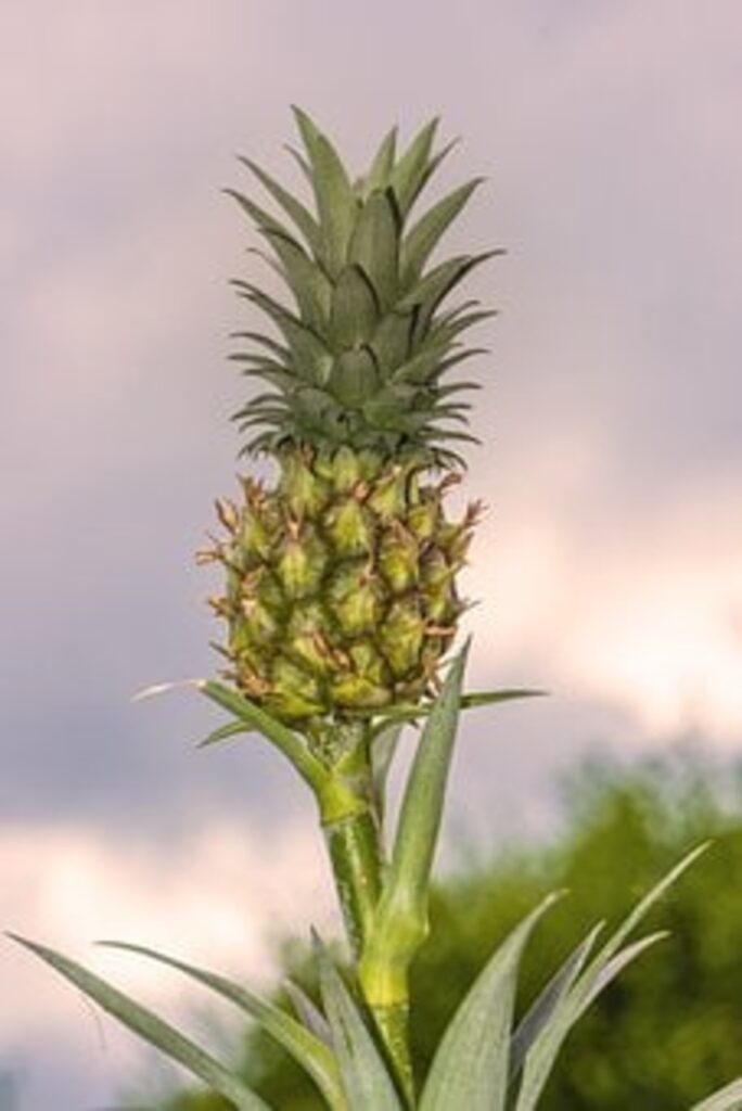 pineapple decor