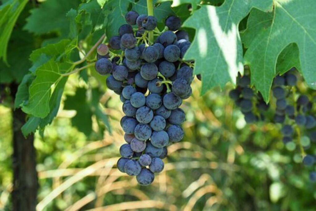 wine.com $100 off $300