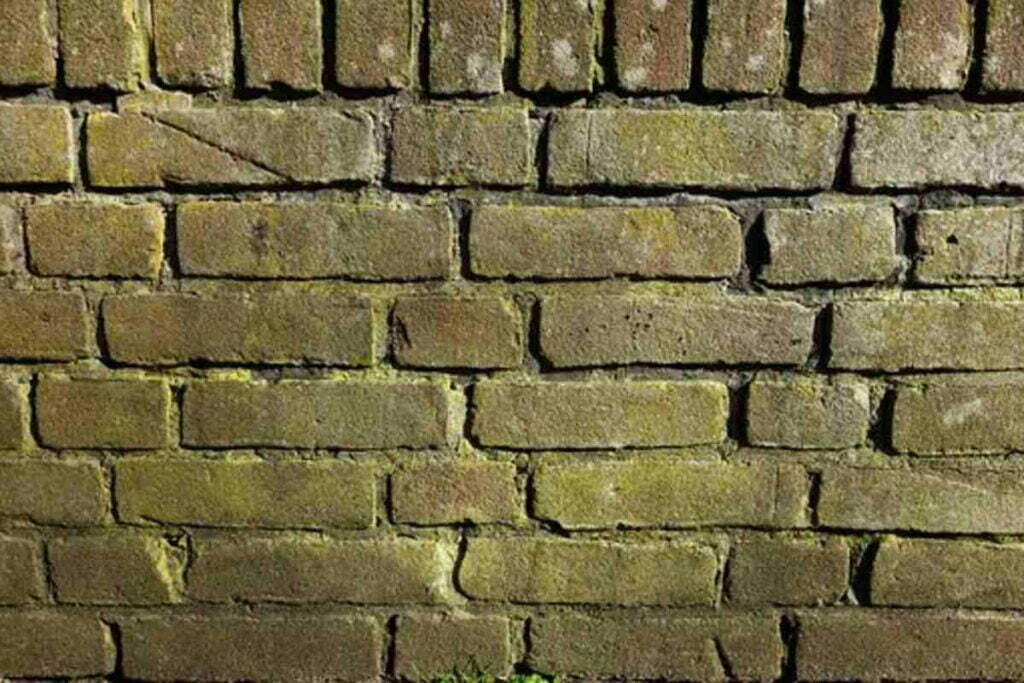 how to remove mold from walls