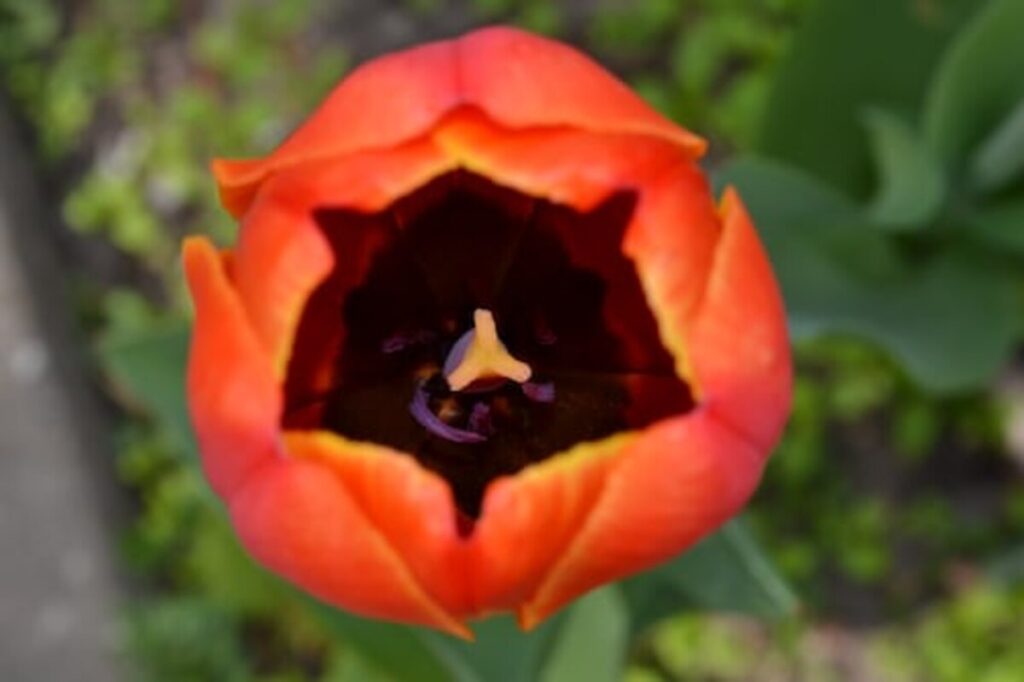 buy papaver somniferum pods