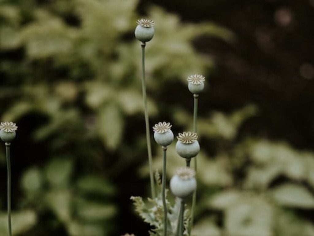dried poppy heads for sale
