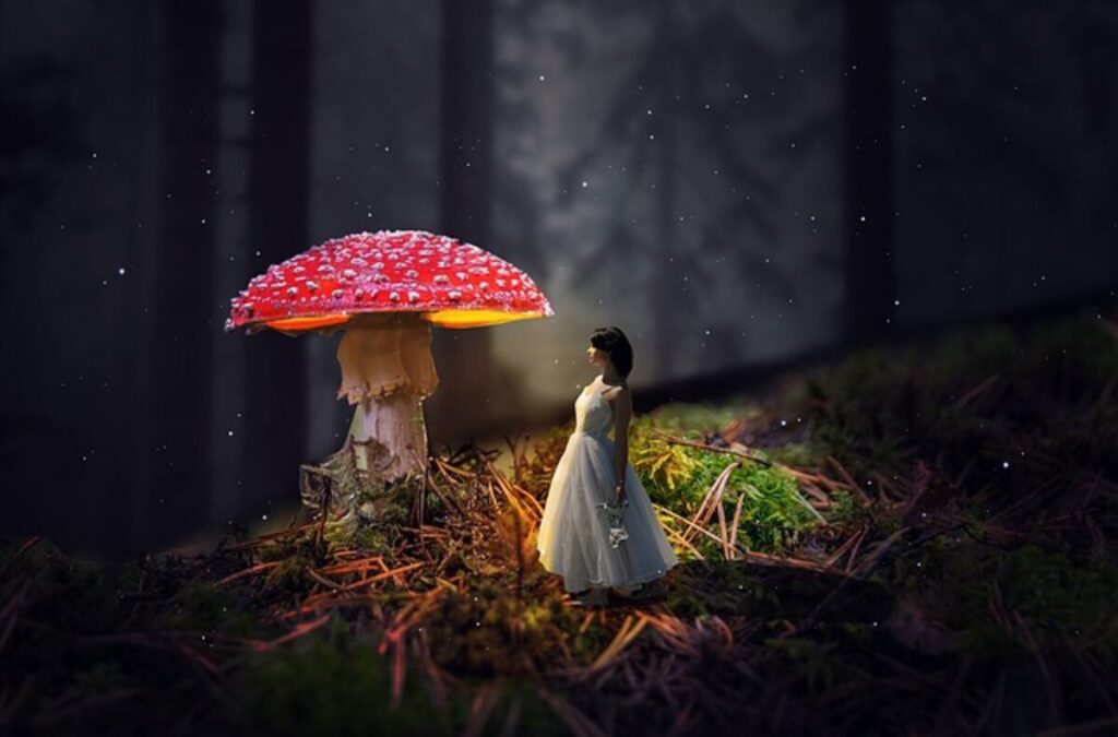 Mr. mushies