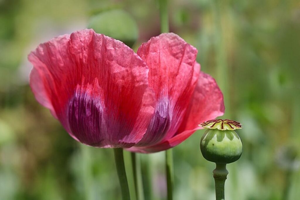 Unwashed poppy seeds
