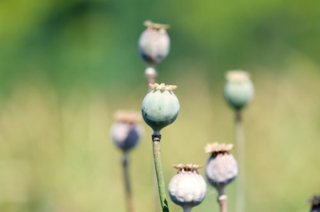 dried poppy pods ( unwashed)