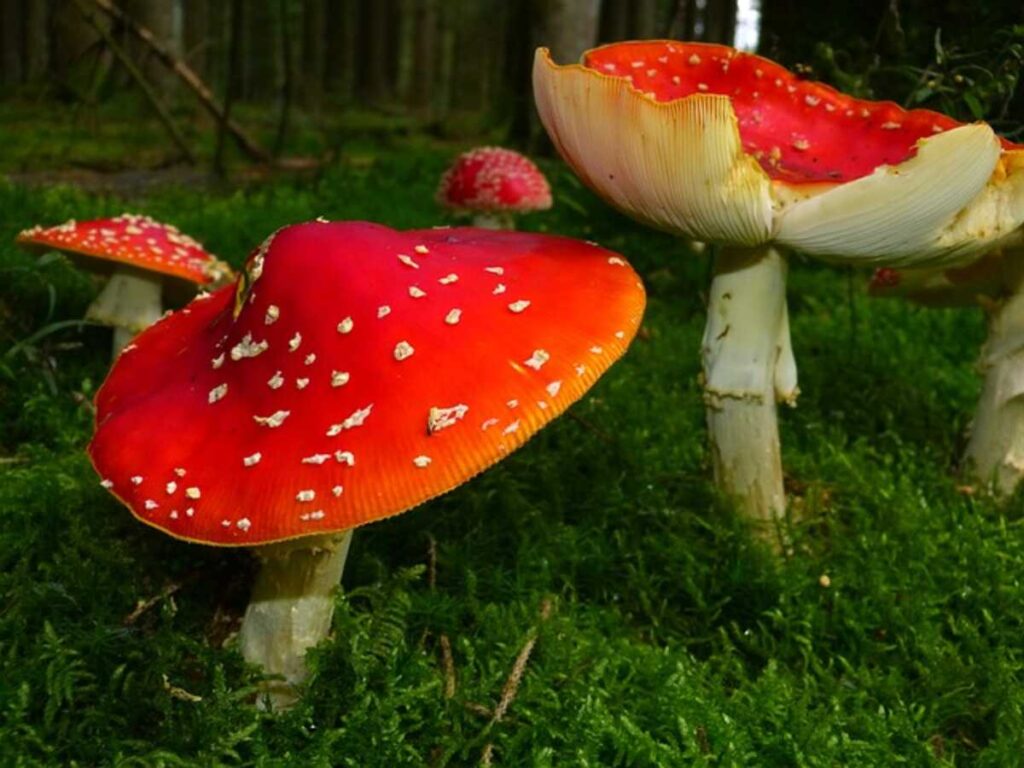 Fungus is Dying