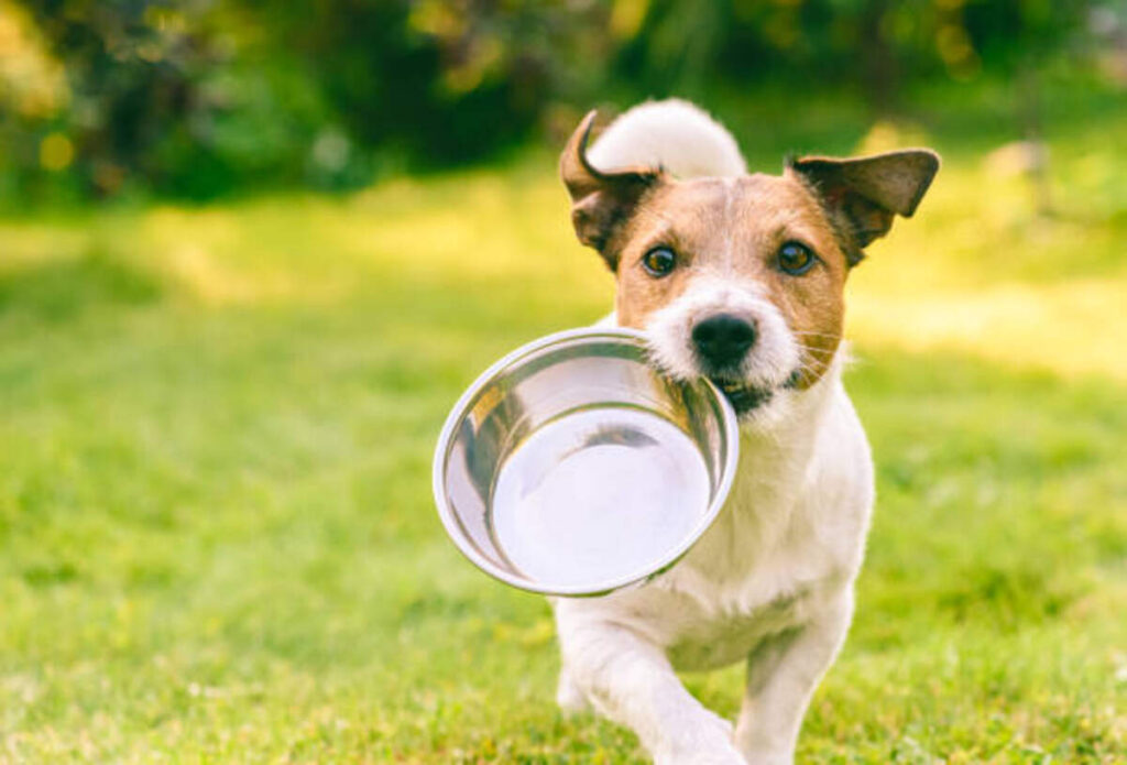 melhor ração para cães com problemas renais