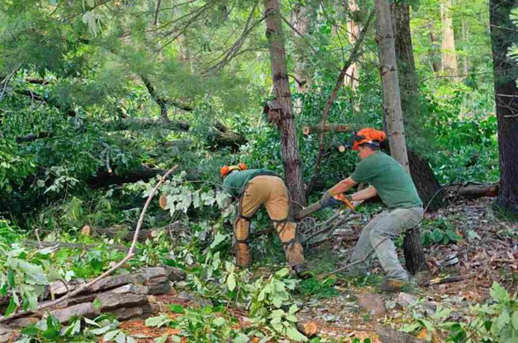Tree Services Canberra